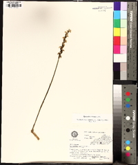 Spiranthes cernua image