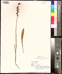 Spiranthes cernua image