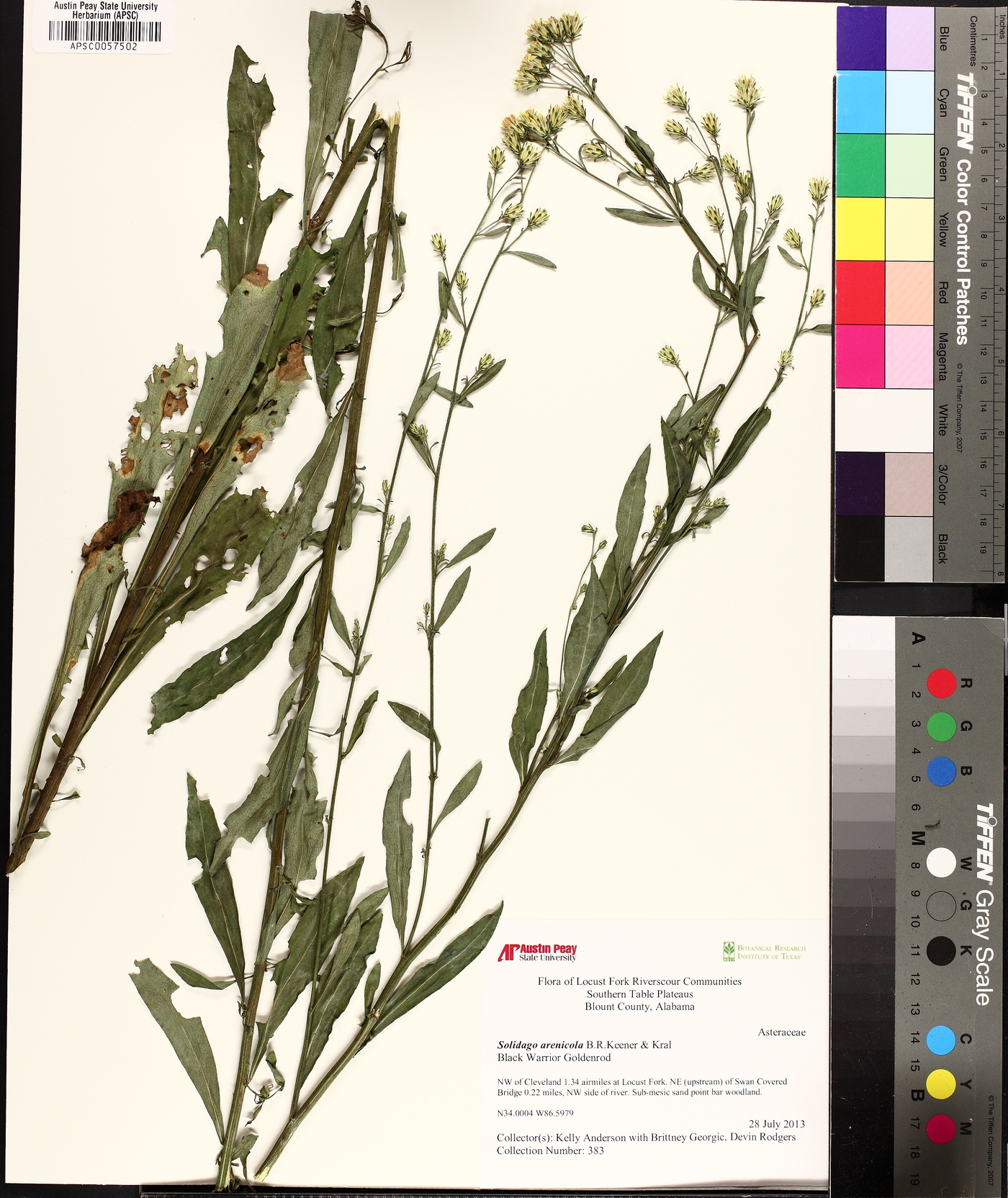 Solidago arenicola image