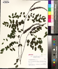 Amorpha glabra image