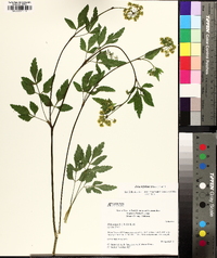 Zizia trifoliata image