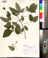 Clematis subreticulata image