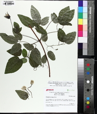 Clematis subreticulata image