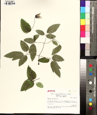 Clematis subreticulata image