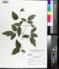 Clematis subreticulata image