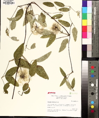 Clematis subreticulata image