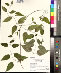 Clematis subreticulata image