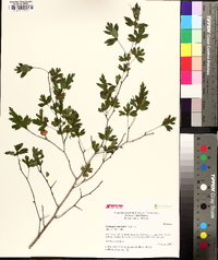 Crataegus marshallii image