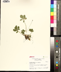 Potentilla canadensis image