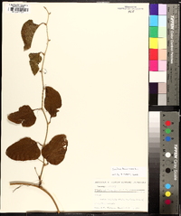 Smilax bona-nox image