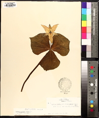 Trillium flexipes image