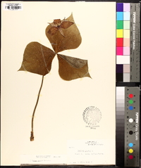 Trillium erectum image