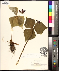 Trillium erectum image