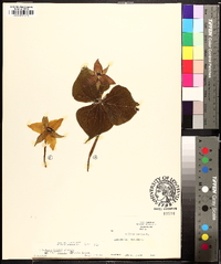 Trillium erectum image