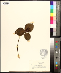 Trillium cuneatum image