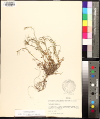 Cardamine parviflora image