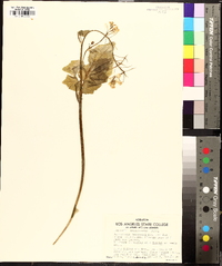 Cardamine californica image