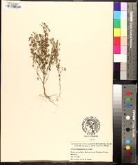 Chaenorhinum minus image