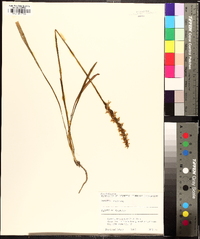 Spiranthes cernua image