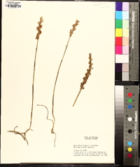 Spiranthes cernua image