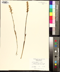 Spiranthes cernua image