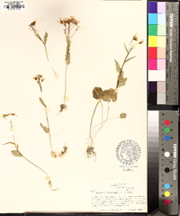 Cardamine douglassii image