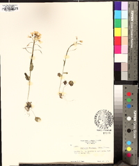 Cardamine douglassii image