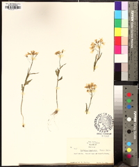 Cardamine douglassii image