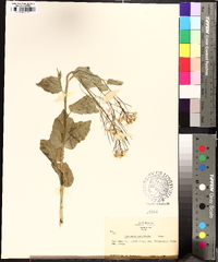 Cardamine cordifolia image