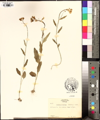 Cardamine bulbosa image