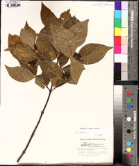 Calycanthus floridus image