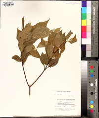 Calycanthus floridus image