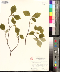 Swida alternifolia image