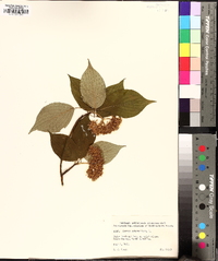 Swida alternifolia image