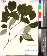 Swida alternifolia image