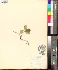 Cornus canadensis image