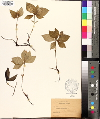 Cornus canadensis image