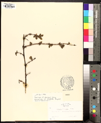 Lonicera morrowii image