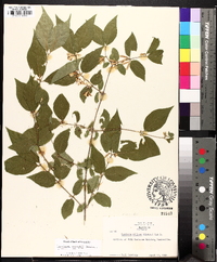 Lonicera maackii image