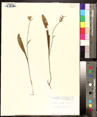 Platanthera clavellata image