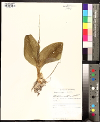 Liparis liliifolia image