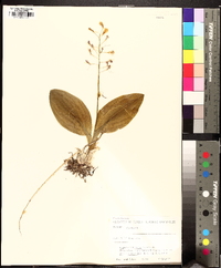 Liparis liliifolia image