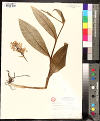 Platanthera psycodes image