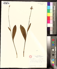 Platanthera clavellata image