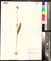 Platanthera clavellata image