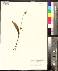 Platanthera clavellata image