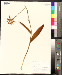 Platanthera ciliaris image