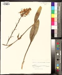 Platanthera ciliaris image