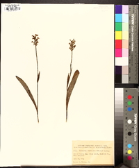 Platanthera clavellata image