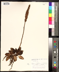 Goodyera pubescens image